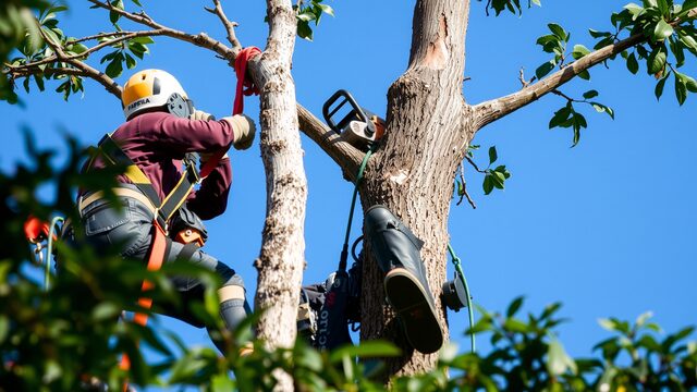 Arborist pruning tree canopy with hand tools