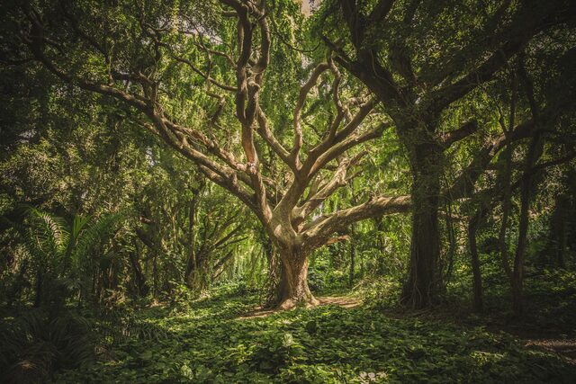 Mature tree with a broad, healthy canopy